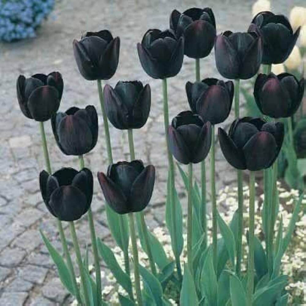 Black Tulip plant