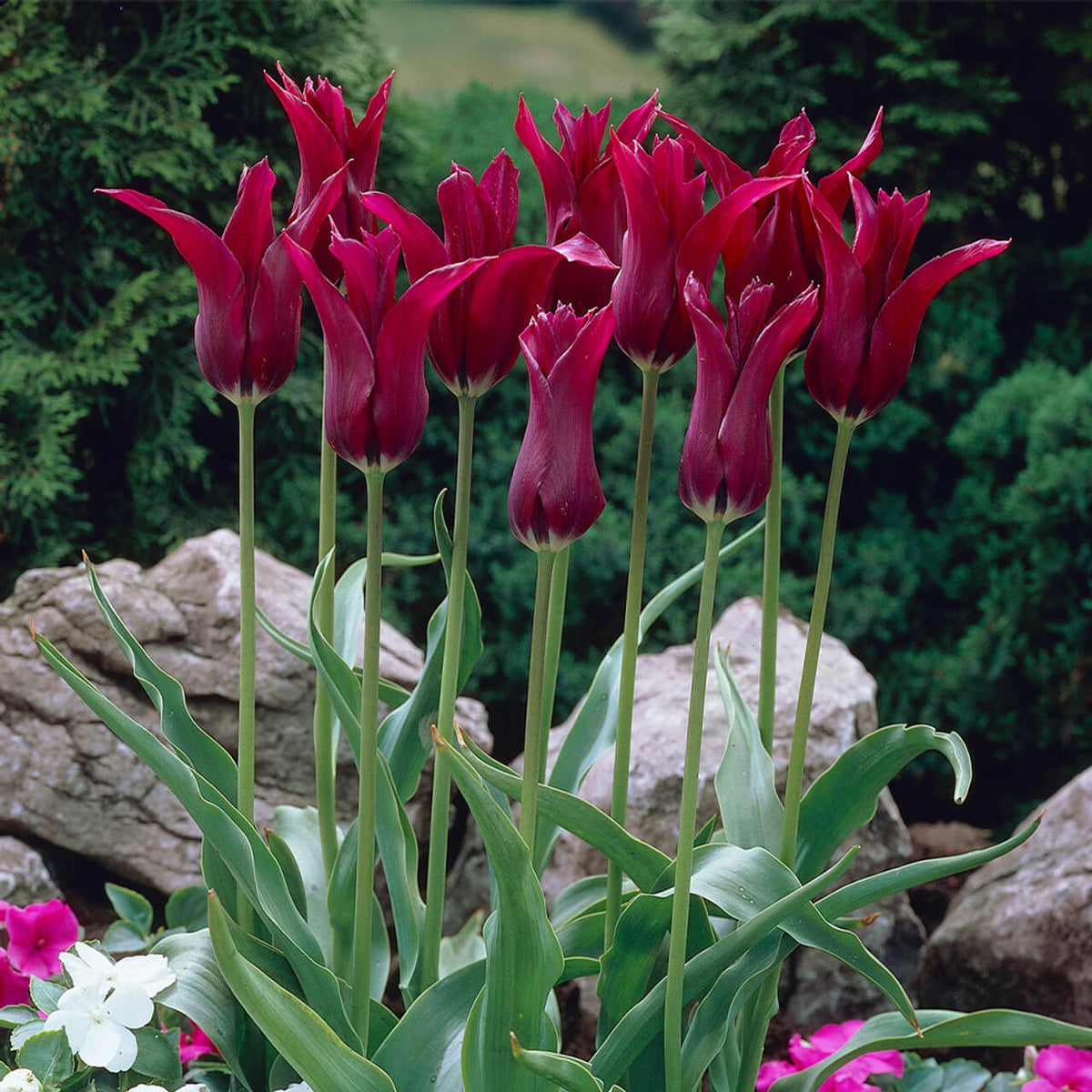 Burgundy Tulip plant