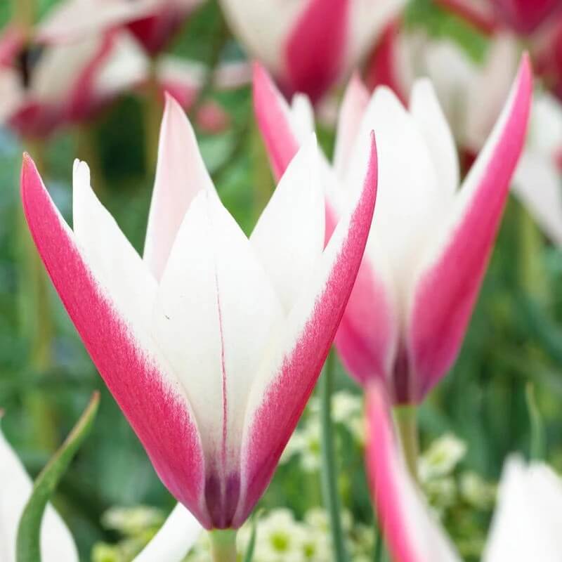 Peppermint Stick Tulip plant