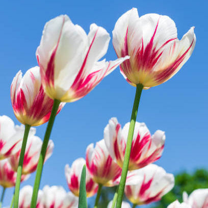 and White Tulip plant