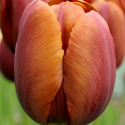Brown Tulip plant