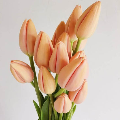Peach Tulip plant