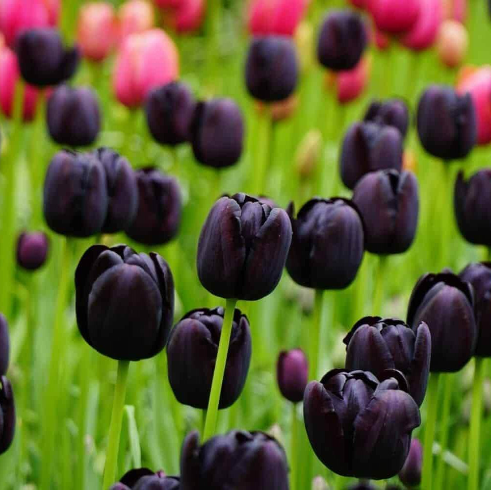 Black Tulip plant