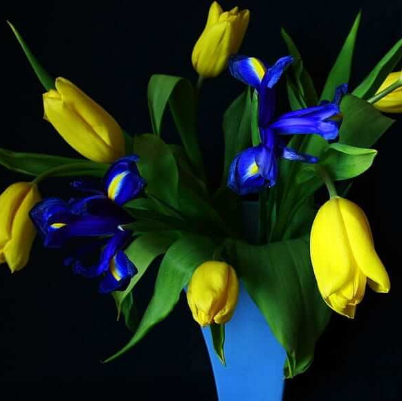 and Yellow Tulip plant