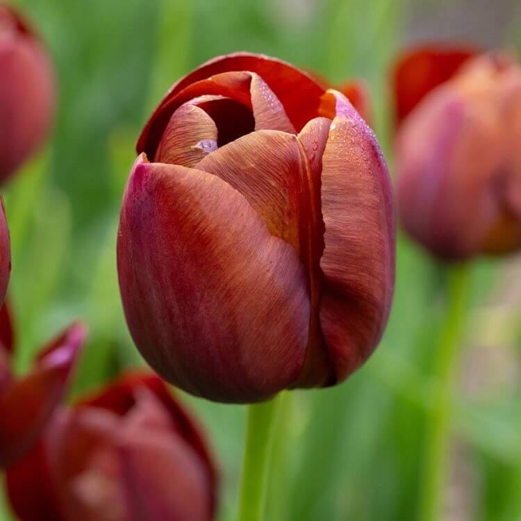 Brown Tulip plant