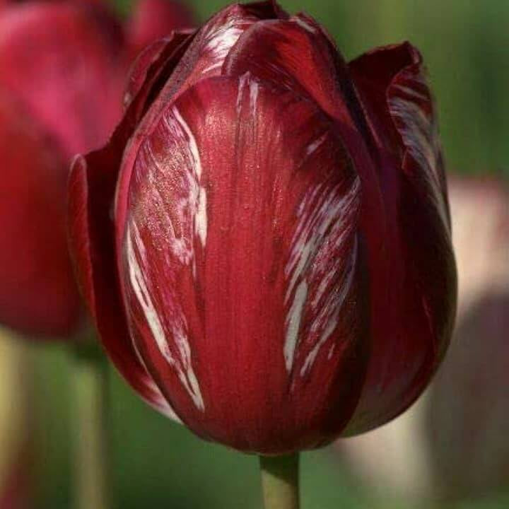 Elegant Maroon Tulip plant