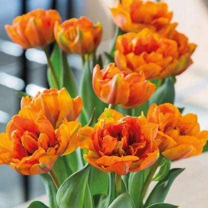 and Green Tulip plant
