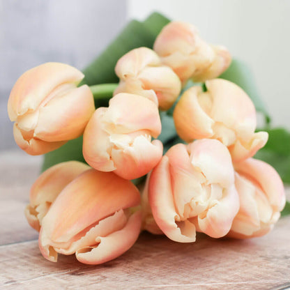 Peach Tulip plant