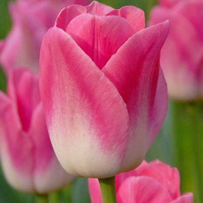 and White Tulip plant