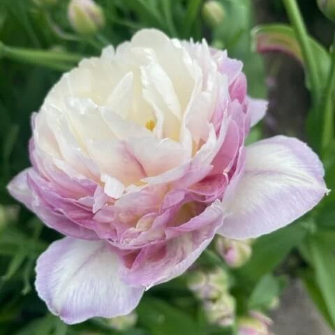 and White Tulip plant