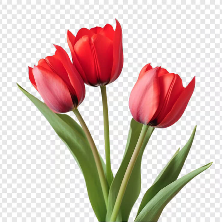 and Pink Tulip plant