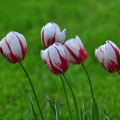 and White Tulip plant