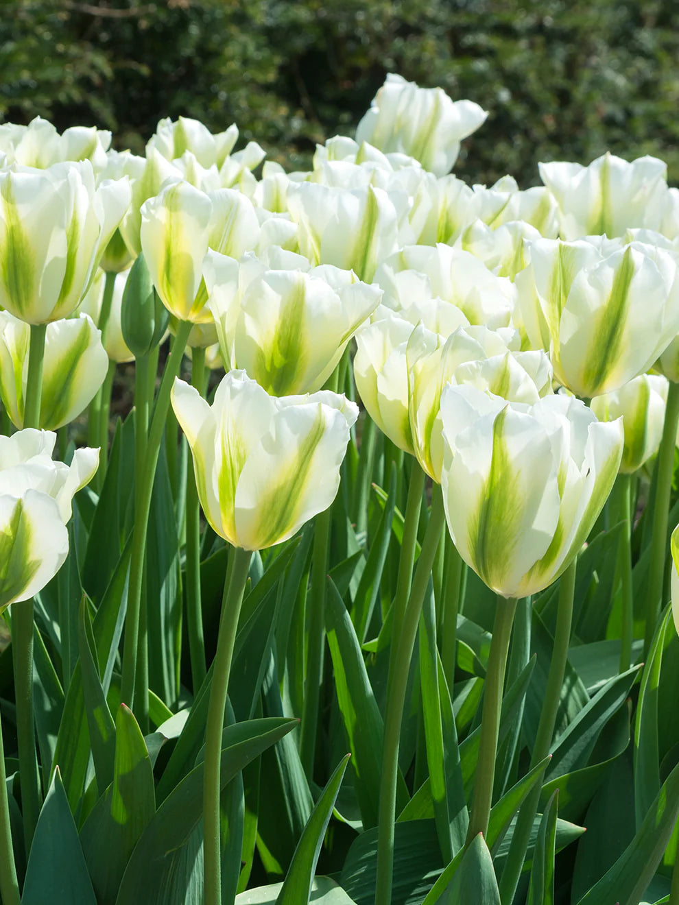 Green Tulip flower seeds