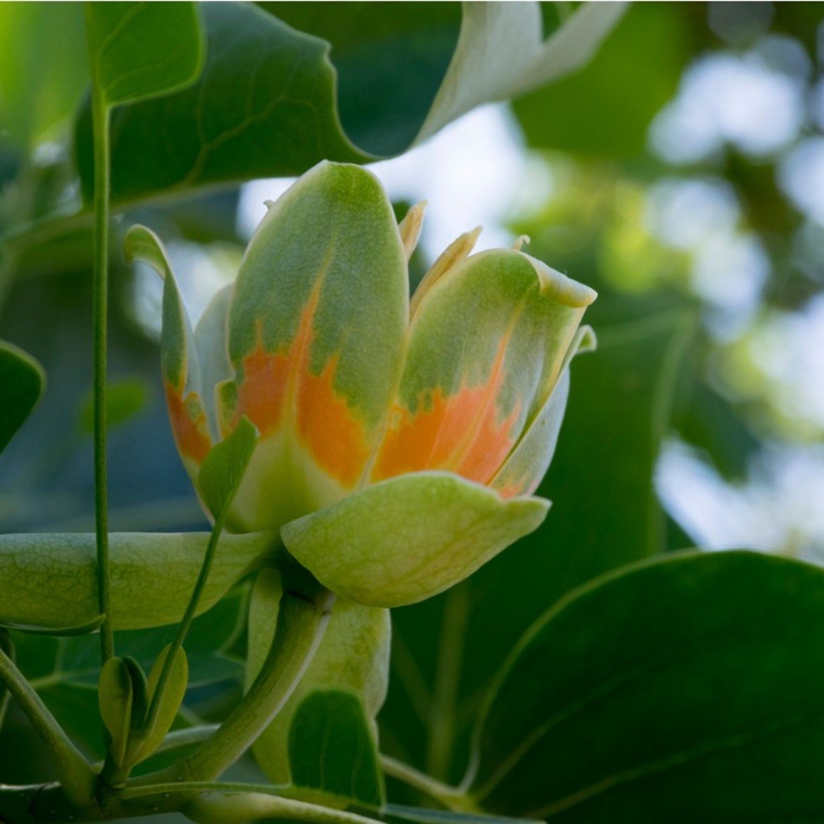 Shade Tulip Tree plant