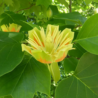 Shade Tulip Tree plant