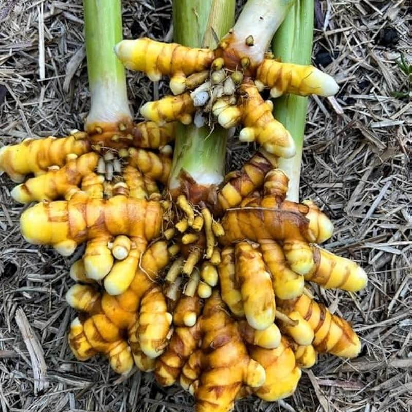 Root Turmeric plant
