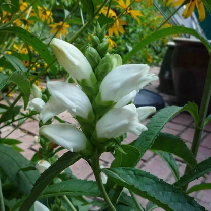 Chelone glabra Turtlehead plant