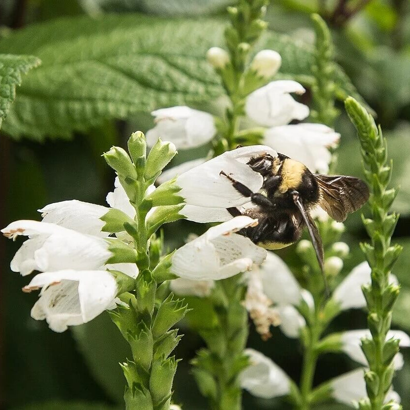 Chelone glabra Turtlehead plant