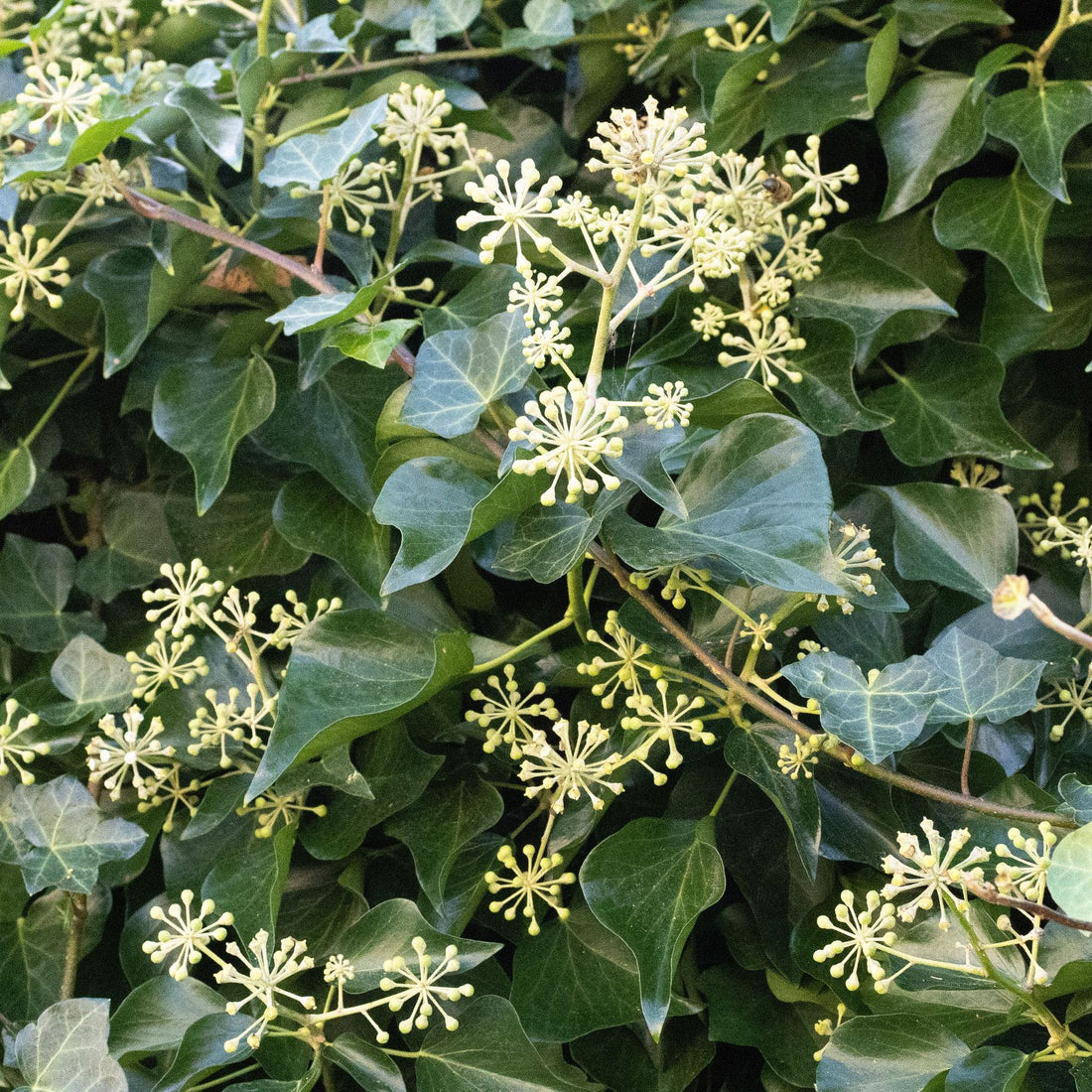 Ivy flower seeds