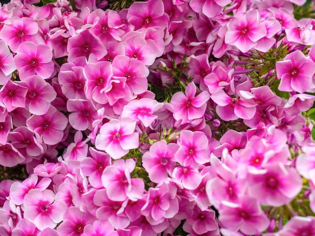 Perennial flower seeds