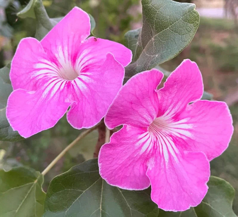 Stellulifera flower seeds