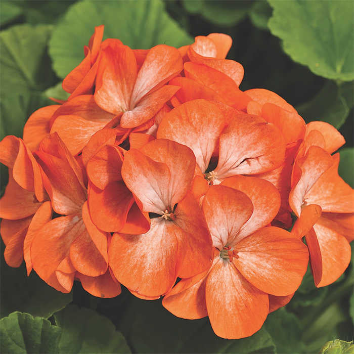 Orange White flower seeds