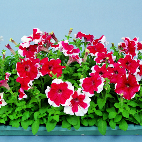 Rose Hulahoop flower seeds