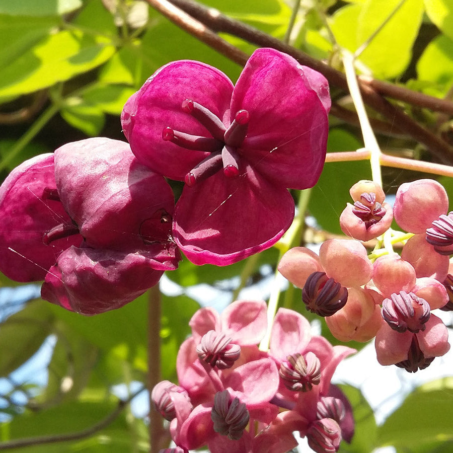 Red Akebia flower seeds