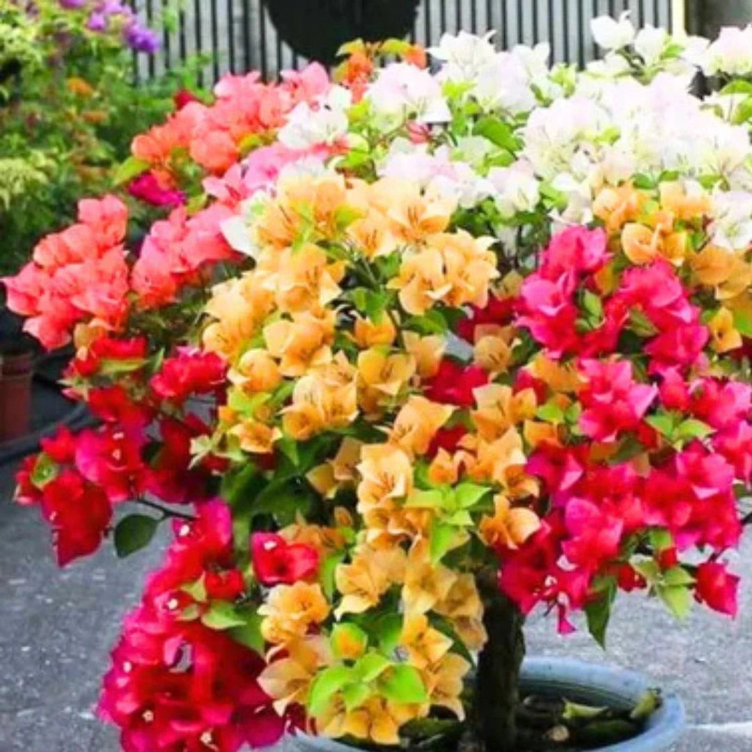 Color Bougainvillea flower seeds