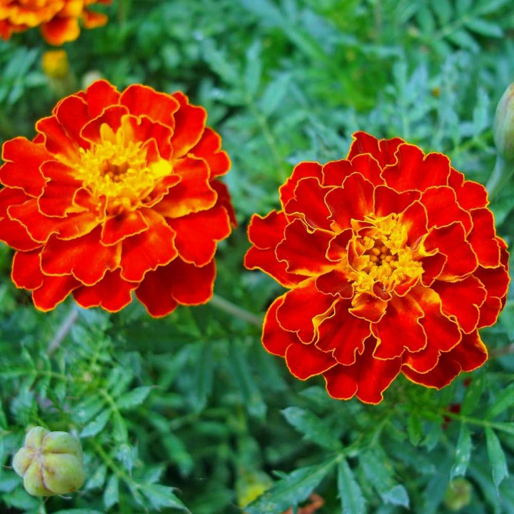 Red White flower seeds