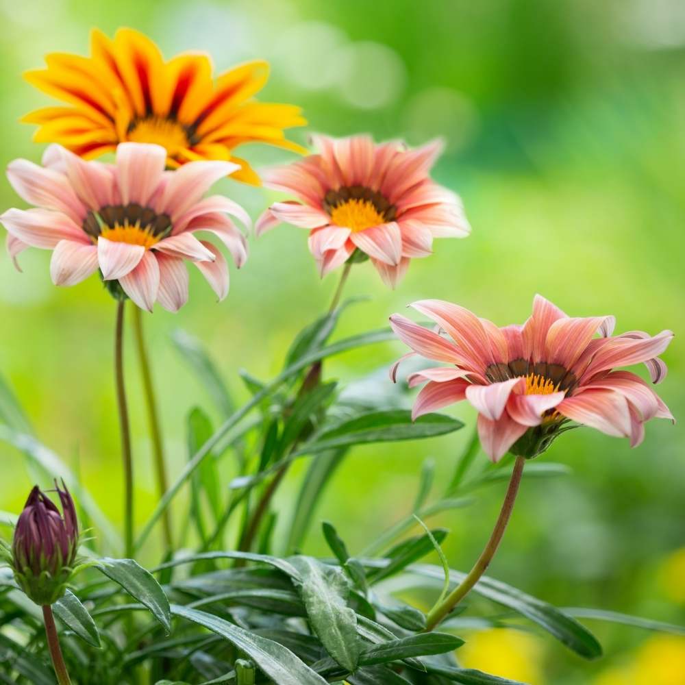 Light Pink flower seeds