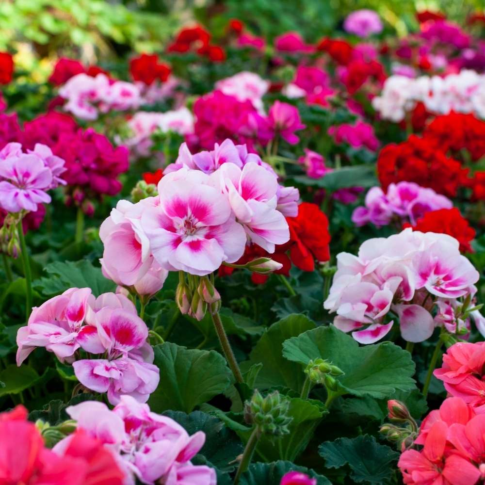Colour Geranium flower seeds