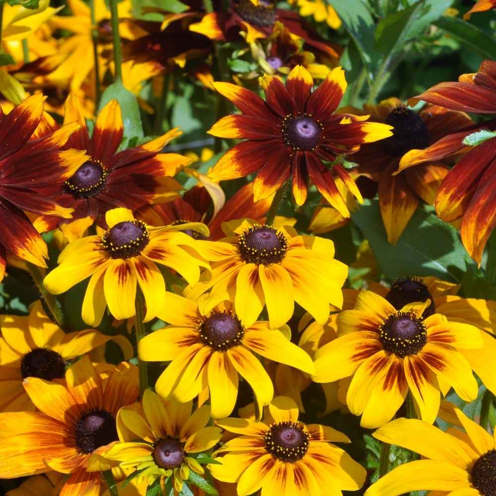 Yellow Rudbeckia flower seeds