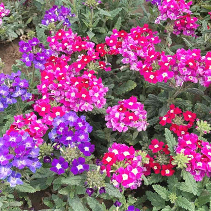 Verbena flower seeds