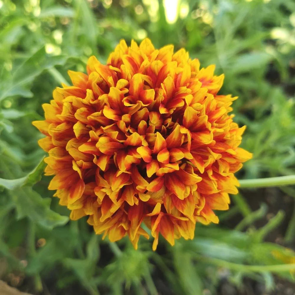 Gaillardia flower seeds