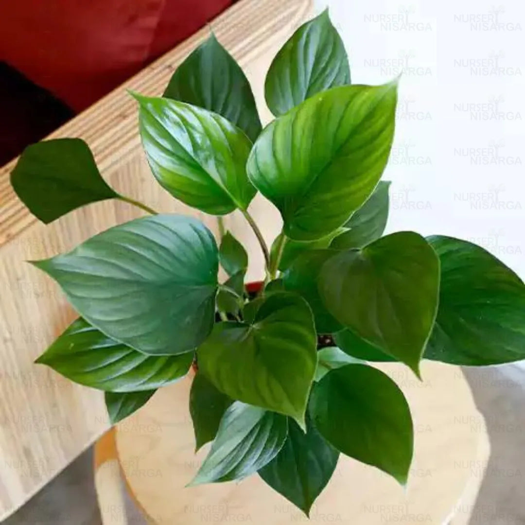 Green Homalomena flower seeds