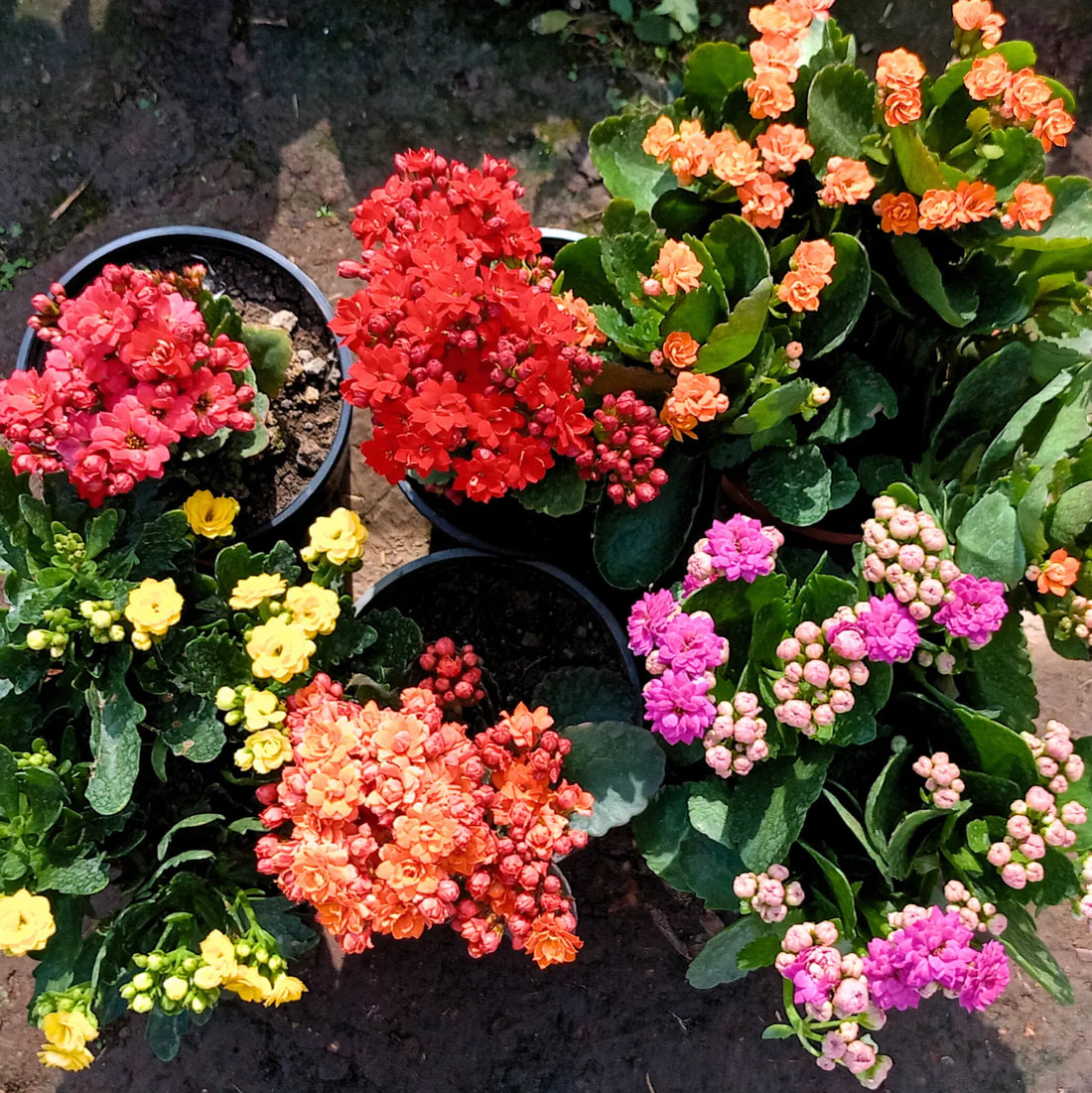 Multi Color flower seeds
