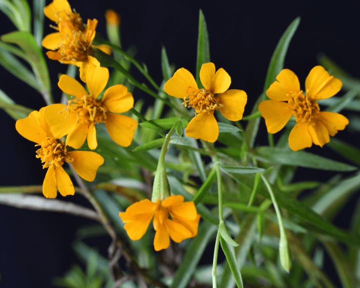 Mint Marigold flower seeds