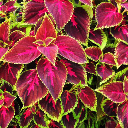 Coleus flower seeds