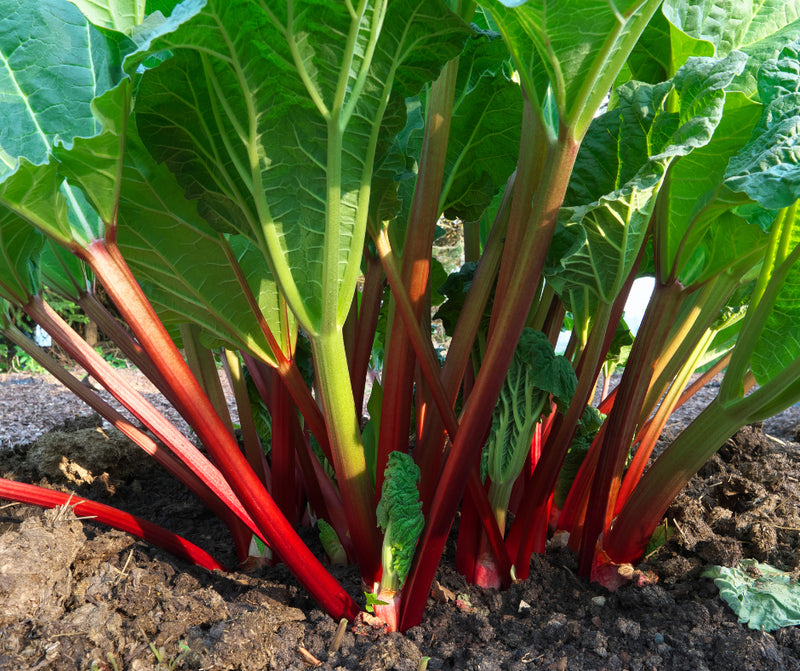 Rhubarb Seeds for Planting – Heirloom Non-GMO Garden Seeds