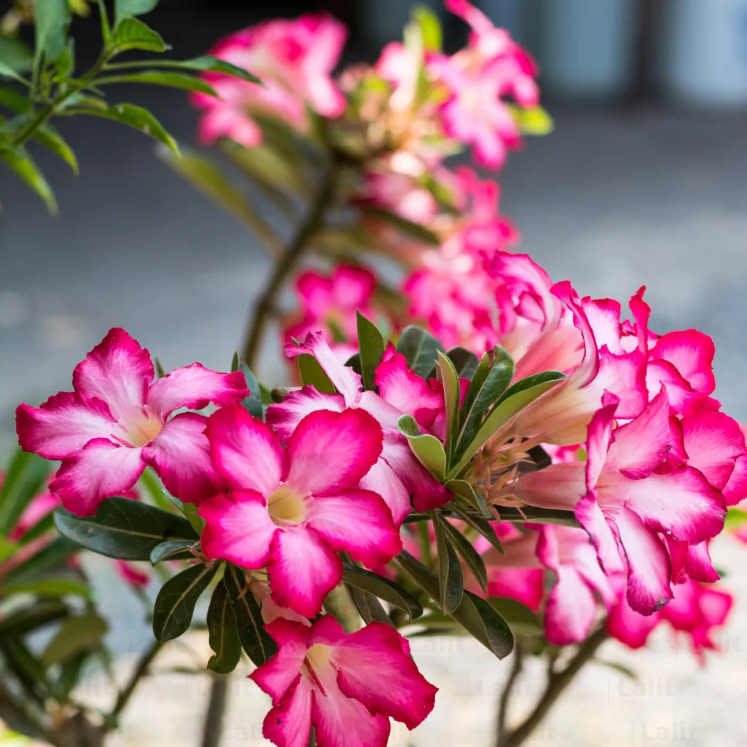 Adenium Obesum flower seeds