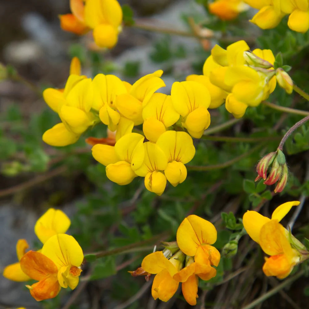 Birdsfoot flower seeds