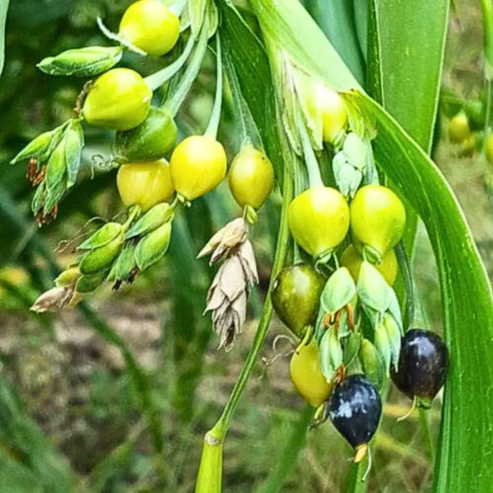 Job'S Tears flower seeds