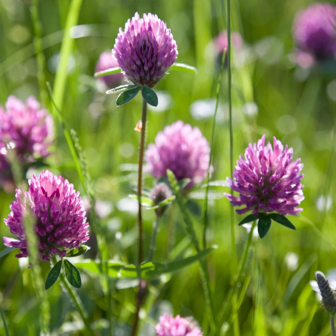 Clover flower seeds
