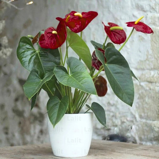 Brown Anthurium flower seeds