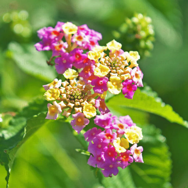 Camara flower seeds