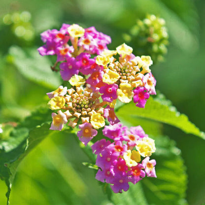 Camara flower seeds