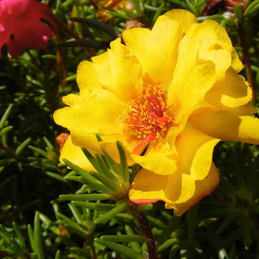 Portulaca Grandiflora flower seeds