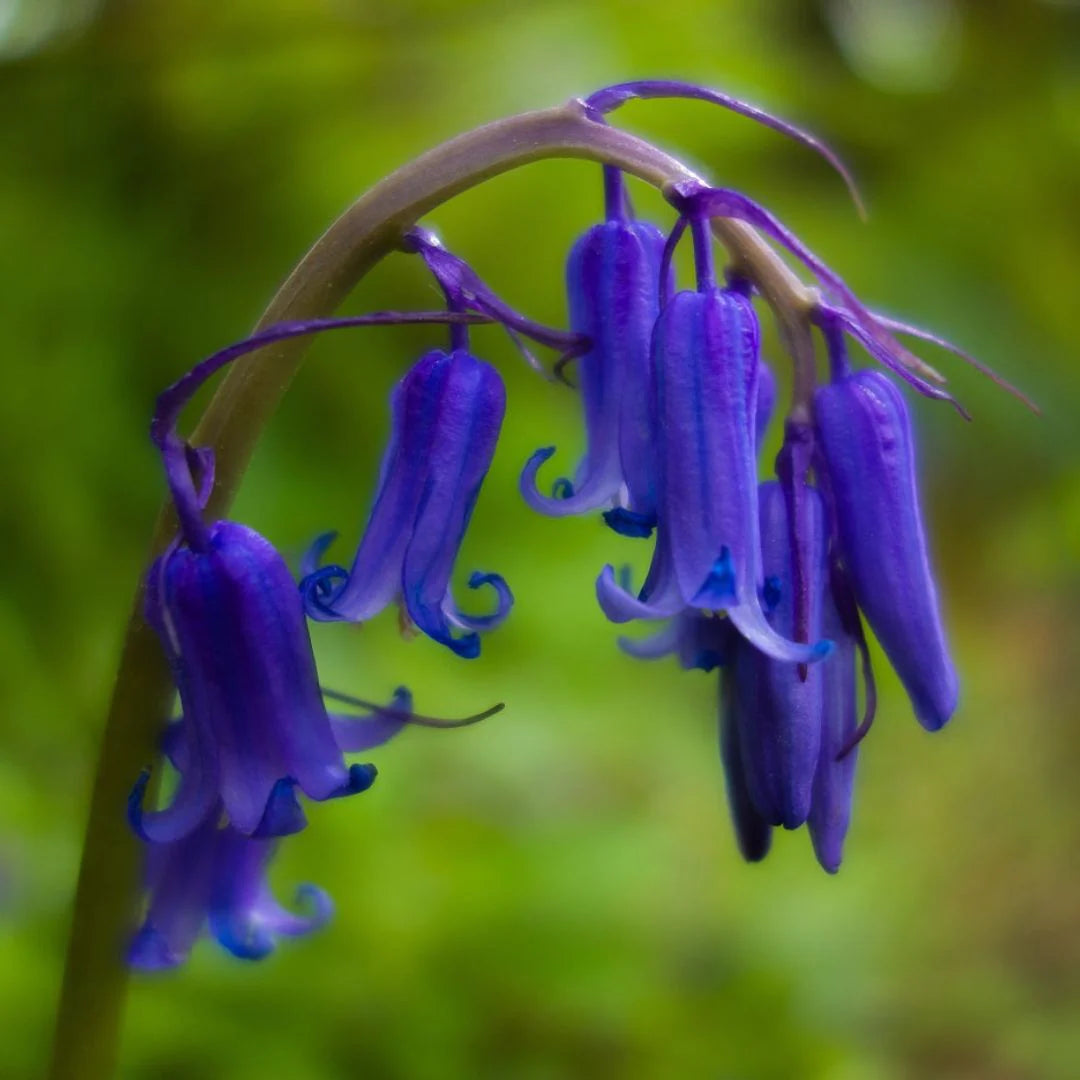 English Bell flower seeds
