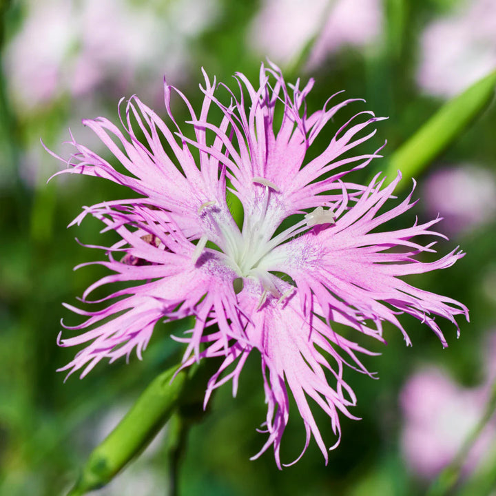 Pink Dianthus flower seeds